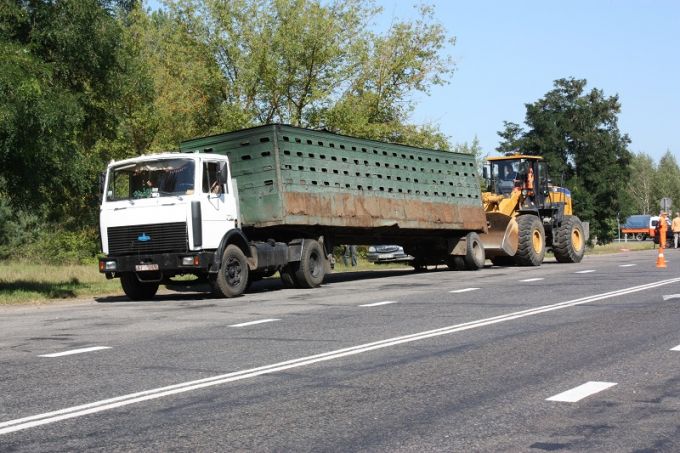 Скотовоз перевозил несколько десятков свиней, когда под него влетела иномарка